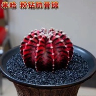 Real Life Miha Ribs Peony Brocade Natural Brocade Pink Diamond Cactus Cactus Plant Radiation Protect