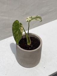 白怪獸 龜背竹 monstera white monster 觀葉植物盆栽