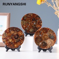 Snail Plate Conch Specimen Ammonite Disc Feng Shui Ancient Biological Fossil Natural Wholesale Madag