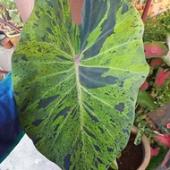 Colocasia Mojito / Morning Dew / Tropical Storm / Pharaoh mask