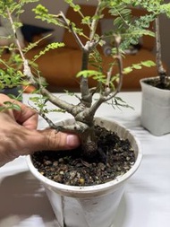  神聖乳香、尼勒达乳香 / 尼哥乳香Boswellia neglecta 精品  塊根羽葉橄欖 塊根 實生兩年 粗壯 非牙籤苗 