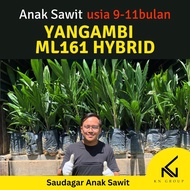 Anak Sawit Hybrid Yangambi ML161 ( Pokok Dijaga Rapi ) Readystock