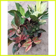 ◊☜ ♙ ◴ Aglaonema Varieties Part 4 (Rare /baby to large size)