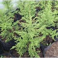 lemon lime cypress tree