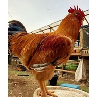 Telur Tetas / Fertil Ayam Merawang
