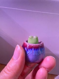 毛漢尼肉錐 迷你多肉植物