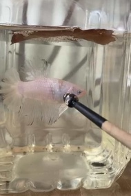 Giant betta | big size | Long Pin Betta| [Male] | jantan