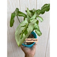 【DP】Syngonium 3kings three 3 | Pokok Rare Plant