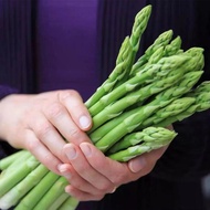 Asparagus Seeds Four Seasons Sowing Years Raw Green Asparagus Seeds Heat-Resistant Cold-Resistant Fo