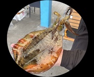 Shimano Yamashita Duel YO-ZURI 餌木 姣蝦 EGI-OH EGING LURE 全天候適合日夜不同水域 一套八隻套裝
