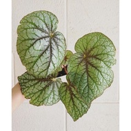 Tanaman bunga begonia silver cloud / begonia rex Green silver