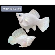 Stucker & PKBM White Trio (3pcs)