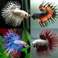 Betta Crowntail ikan laga