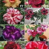Tanaman hias paket 20 tanaman hias adenium masing2x jenis bunganya