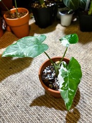 Alocasia odora ‘Okinawa Silver’ 沖繩銀海芋盆栽 錦化植物 variegated plant