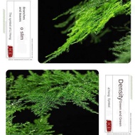 Artificial plant Home Decoration seed Green plants Asparagus bonsai pot hijau tanaman tanah dalaman tanaman hidroponik Y