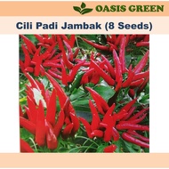 Seeds : Bunch Small Chili / Cili Padi Jambak / 小辣椒 (8 seeds) biji benih