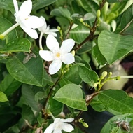 pokok bunga Jasmine thai pasu 6inci