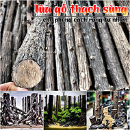 Lũa Gỗ Thạch Sùng (1kg) | Lũa Setup Layout Rừng Tự Nhiên Cho Bể Thủy Sinh