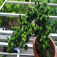【Precious】(COD)/Lohanson mutiara hitam berdaun bulat/Round Leaf Black Pearl Arhat Pine圆叶黑珍珠罗汉松