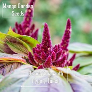 Pygmy RED Torch Amaranth Seeds - 5g Seed Jenis Rendah Merah - Mango Garden Seeds