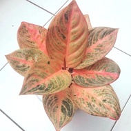 Promo Tanaman Hias Aglaonema / Aglonema Maeswara / Maheswara Realpict