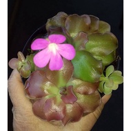 Pinguicula / Butterworts easy to grow carnivorous flowering plants in 7x7cm pot
