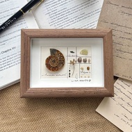 Mountain Italian SHALL Ammonite Handmade Fossil Specimen Original Wooden Photo Frame Niche diy Creat