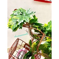 Grape leaf vine - high quality vines 2.5m long with big beautiful leaves