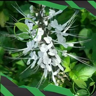 Tanaman Kumis Kucing | Tanaman Kumis Kucing Hidup | Tanaman Kumis Kucing Herbal