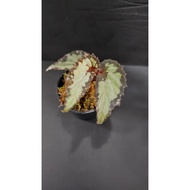 Begonia sp. "Kalimantan" | Rare angel wing Terrarium Begonia – Locally Grown