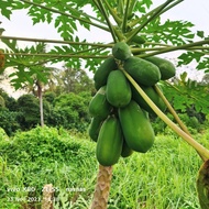 Biji Benih Buah Betik Sekaki 1ft Papaya Seeds Dwarf Seed Fruit 8pcs
