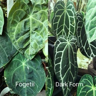 [Ready Stock] Anthurium FORGETII / DARK FORM NARROW / CRYSTAL HOPE