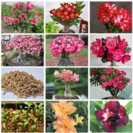 【Buy1free1】富贵花Desert rose seeds沙漠玫瑰种子Special Arabicum Adenium live indoor balcony courtyard易种活室内阳台庭院