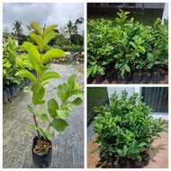 Anak Pokok Jambu Batu Lohan