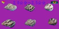 寶物石坊】貝殼145~蚵岩螺2顆1元~沒有加工處理~寄居蟹換殼~魚缸造景~室內擺設~diy材料包＃公仔funko pop