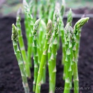 50 SEED - Green Asparagus seed
