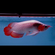 ikan arwana super red semi king 40cm 