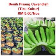 Benih pokok pisang Cavendish/Pisang Montel (Tisu Kultur)