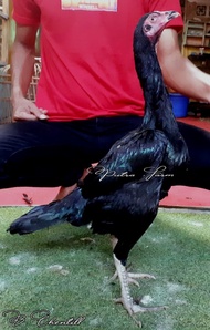 TK BETINA DERE AYAM PAKHOY