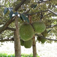 Baja Pokok Durian Kahwin Musang King ioi D24 ( BANYAKKAN BUAH ) Pack 1kg