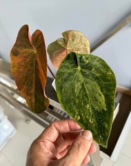 Bibit Bonggol Anthurium Variegata H016 / Kuping Gajah Hybrid Import