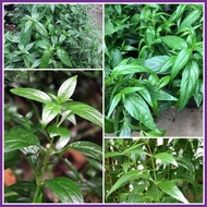 ♥️ Serpentina Seeds (6Seeds/Pack)