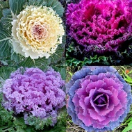 30 เมล็ด คะน้าปูเล่ คะน้าประดับ ผักสวยงาม กินได้ ผักกระถาง Ornamental Cabbage Seeds