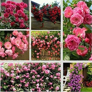 Seed Ball、Yihuo/Planting balls, mind workJinhe Rose Seeds Chinese Rose Rose Everblooming Climbing Wall Garden Indoor Flo