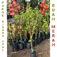 Pokok bidara epal hybrid ( buah merah ) / pokok bidara epal merah/ pokok bidara epal buah merah thai