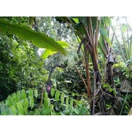 anak pisang hutan/anak pokok pisang hutan🌱(beli 3 pokok keatas free 1 anak pokok🥰)