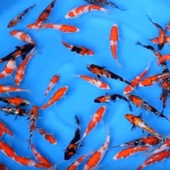 bibit ikan koi blitar size 6-7cm paket 16 ekor