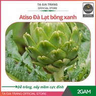 High yield F1 green artichoke seeds - Ta Gia Trang seed Shop