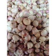 BAWANG PUTIH TUNGGAL @ BAWANG LANANG FRESH ORI THAILAND